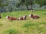 Nutztiere © a10/Tom Nutztiere © a10/Tom