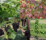 Obst und Weinbau © A10 Obst und Weinbau © A10