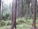 Hochwald © a10/Tom Hochwald © a10/Tom
