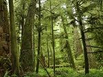 Laubwald © A10/Pfister Laubwald © A10/Pfister